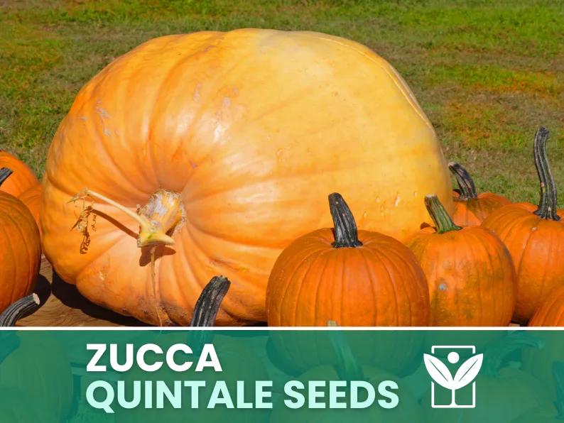 Zucca Gigante Quintale – 30 Semi – Heirloom Pumpkin Seeds, Taglia XXL, Orto, Polpa Arancione, Facile da Coltivare, Non-GMO, Alta Germinabilità
