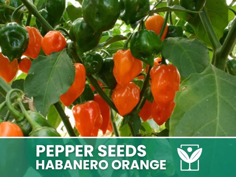 Peperoncino Habanero Orange – 50 Semi – Habanero Orange Pepper Seeds, Raro, Alta Qualità, Facile da Coltivare, Alta Germinabilità, Non-GMO