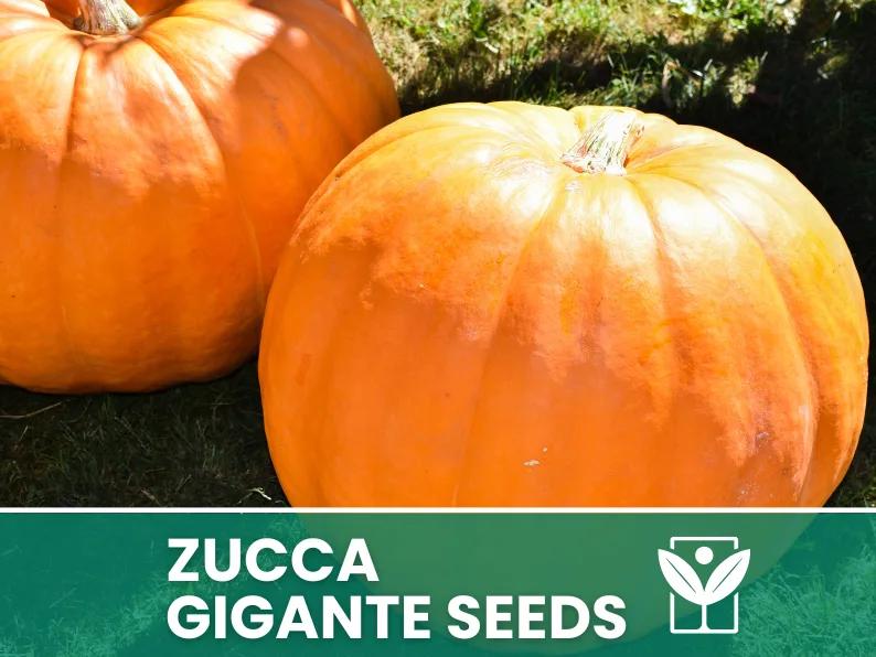 Zucca Tonda di Napoli – 15 Semi – Vigorosa, Alta Qualità, Varietà Produttiva, Ideale per Orto e Decorazione