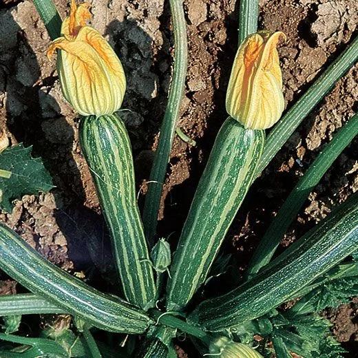 Zucchino Striato d'Italia – 30 Semi – Striature Verdi Chiare, Sapore Delicato, Molto Produttivo, Non-GMO