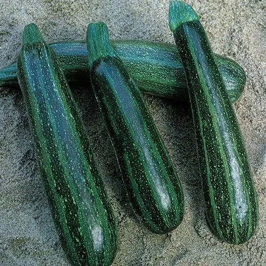 Zucchino Striato Pugliese – 15 Semi – Zucchino Striato, Sapore Delicato, Molto Produttivo, Per Orto