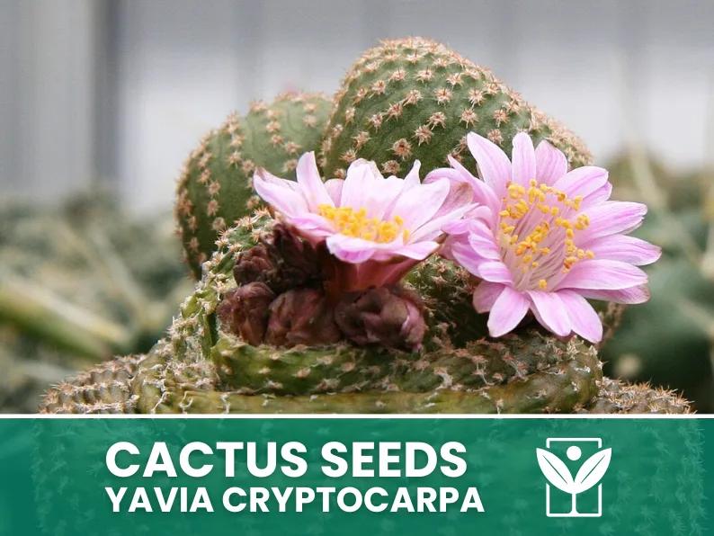 Yavia Cryptocarpa – 10 Semi – Cactus Seeds, Pianta Succulenta, Cactaceae, Fiore, Alta Germinabilità