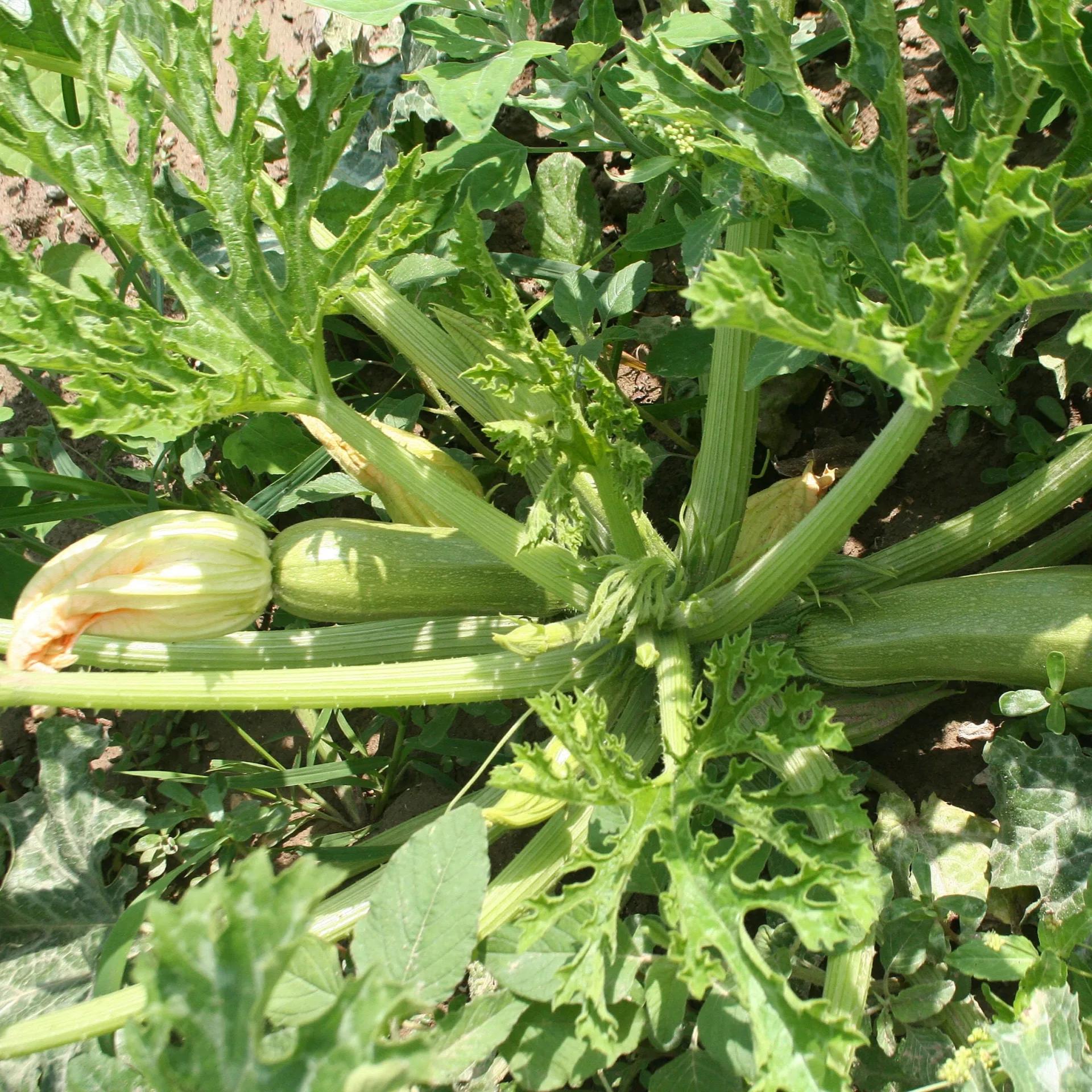 Zucchino Alberello di Sarzana – 15 Semi – Forma Allungata, Sapore Delicato, Molto Produttivo, Non-GMO