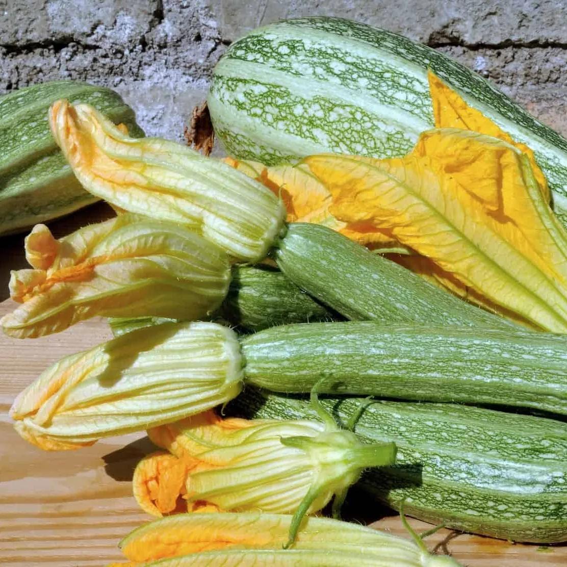 Zucchino San Pasquale – 30 Semi – Varietà Tradizionale, Frutto Allungato, Sapore Delicato, Molto Produttivo, Non-GMO