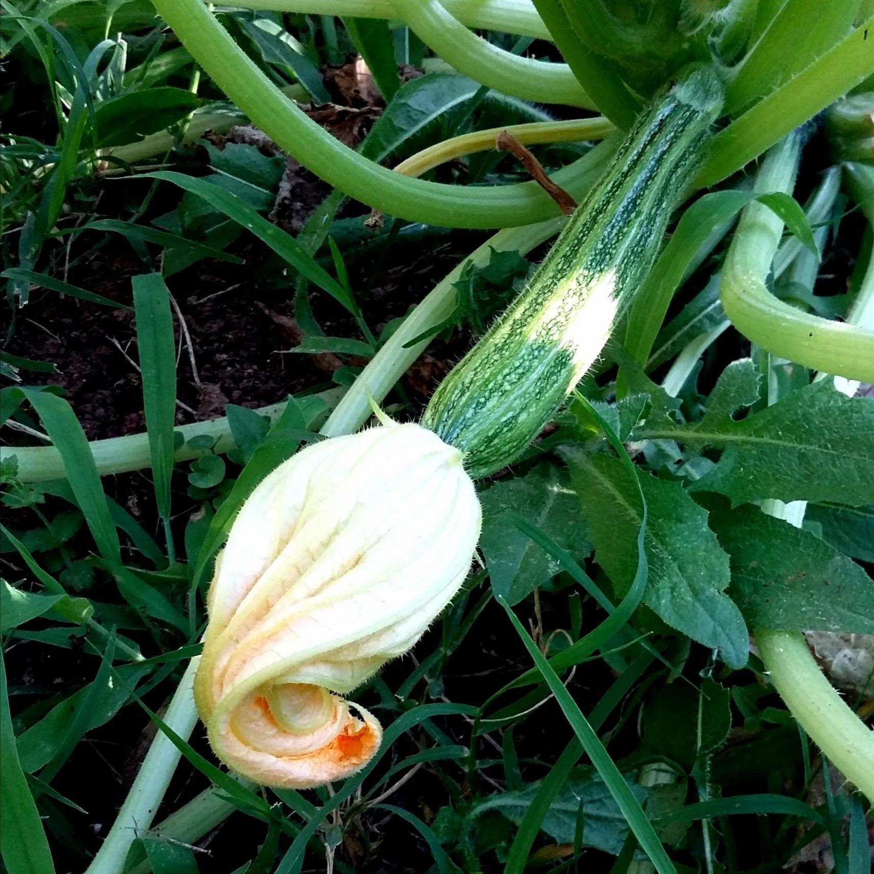 Zucchina Romanescente – 15 Semi – Varietà Costoluta, Sapore Delicato, Ottimo per Frittura, Non-GMO