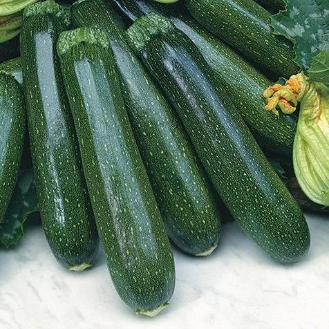 Zucchino President – 15 Semi – Zucchino Verde Scuro, Sapore Delicato, Molto Produttivo, Per Orto
