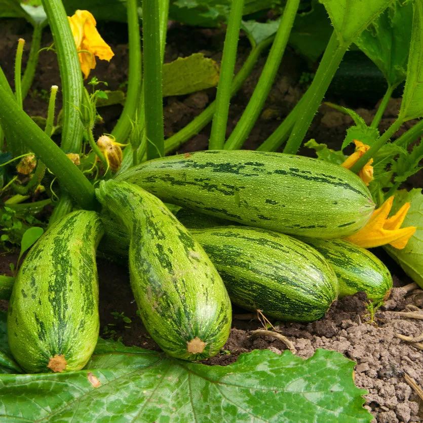 Zucchino Romanesco – 15 Semi – Varietà Costoluta, Sapore Delicato, Ottimo per Frittura, Non-GMO