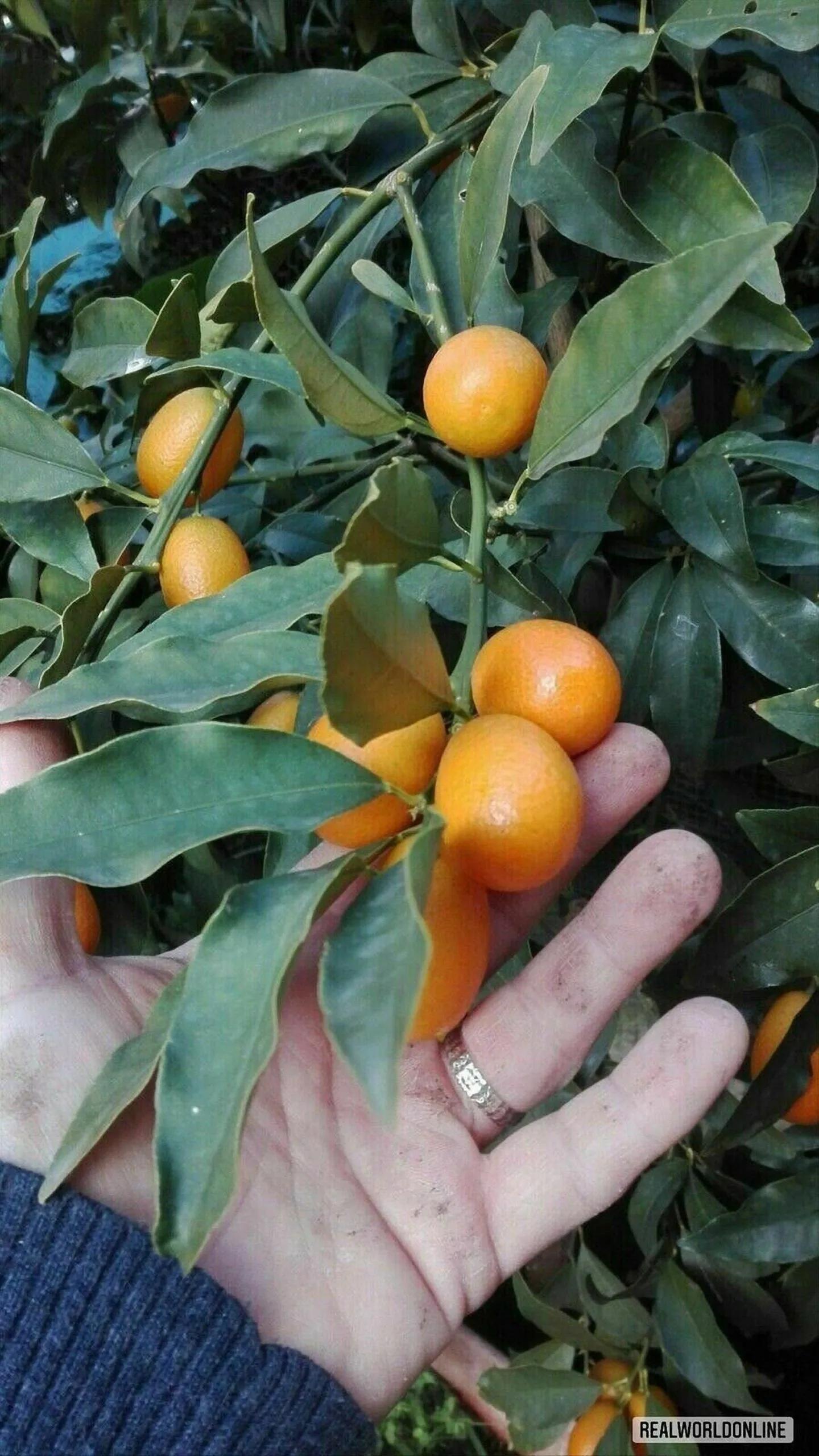 Mandarino Biologico Citrus Japonica – 20 Semi – Pianta Frutto Rara, Alta Qualità, Non-GMO