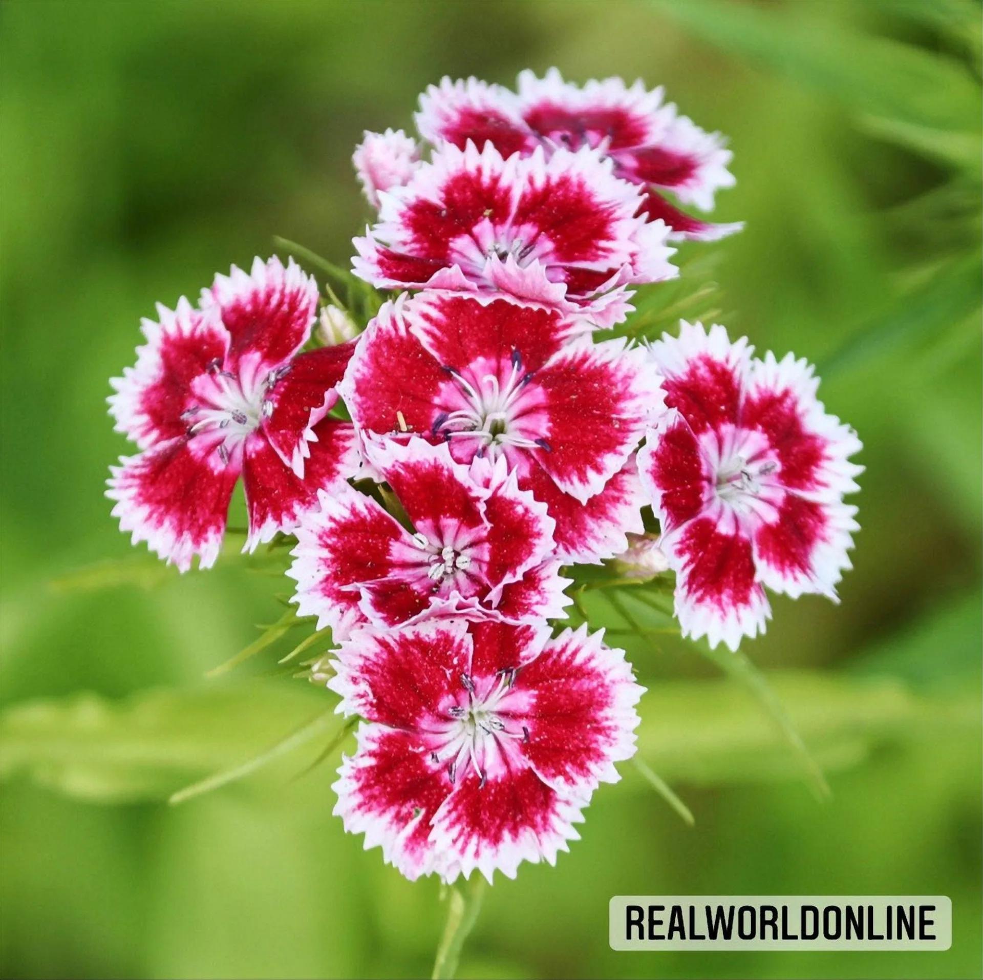 Garofano dei Poeti Bianco-Rosa – 50 Semi – Fiori Bicolori, Profumo Delicato, Ideale per Bordure e Vasi, Alta Qualità