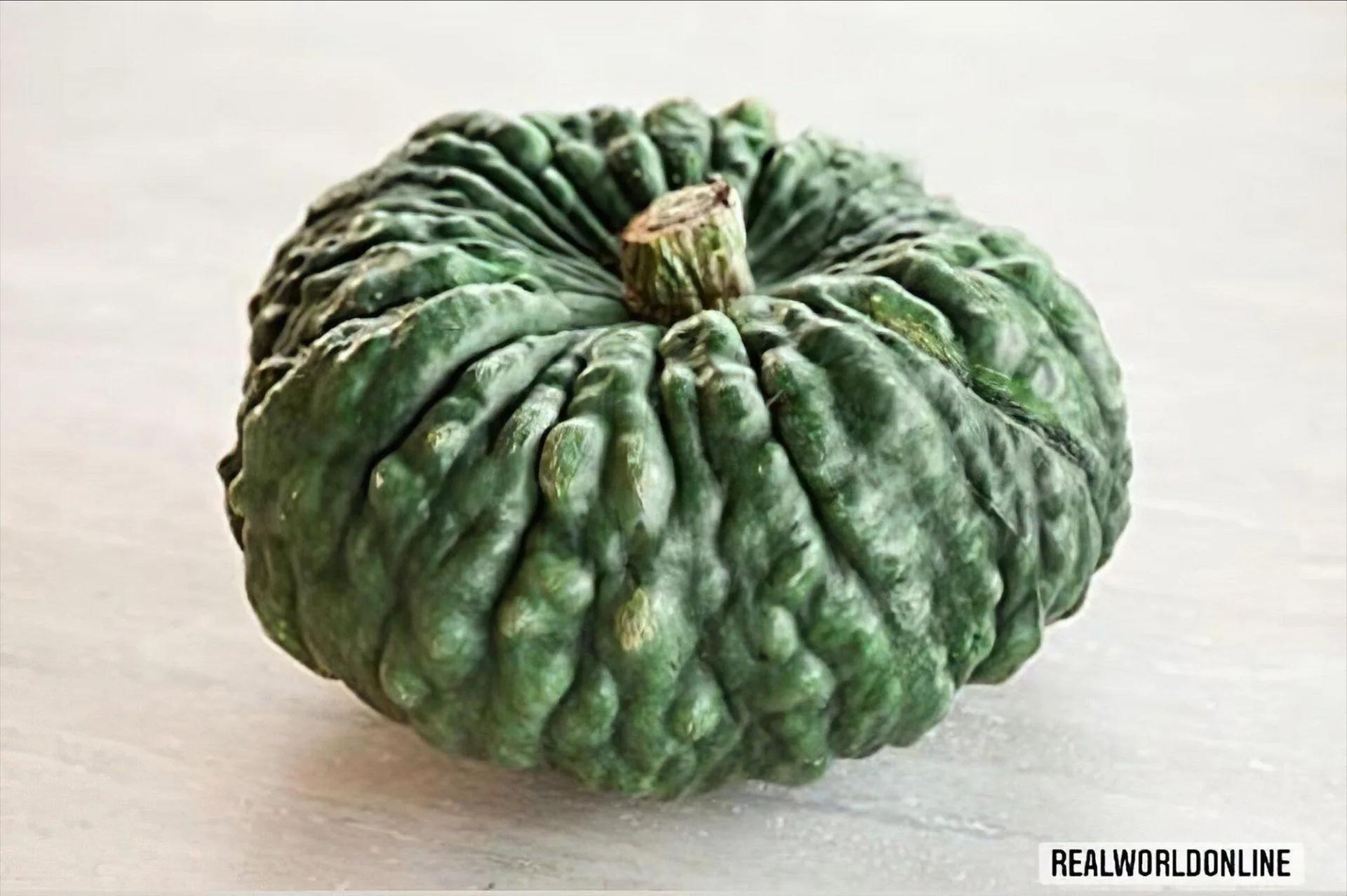 Zucca Marina di Chioggia – 15 Semi – Varietà Antica, Qualità Vigorosa, Polpa Dolce, Ideale per Orto e Decorazione, Non-GMO