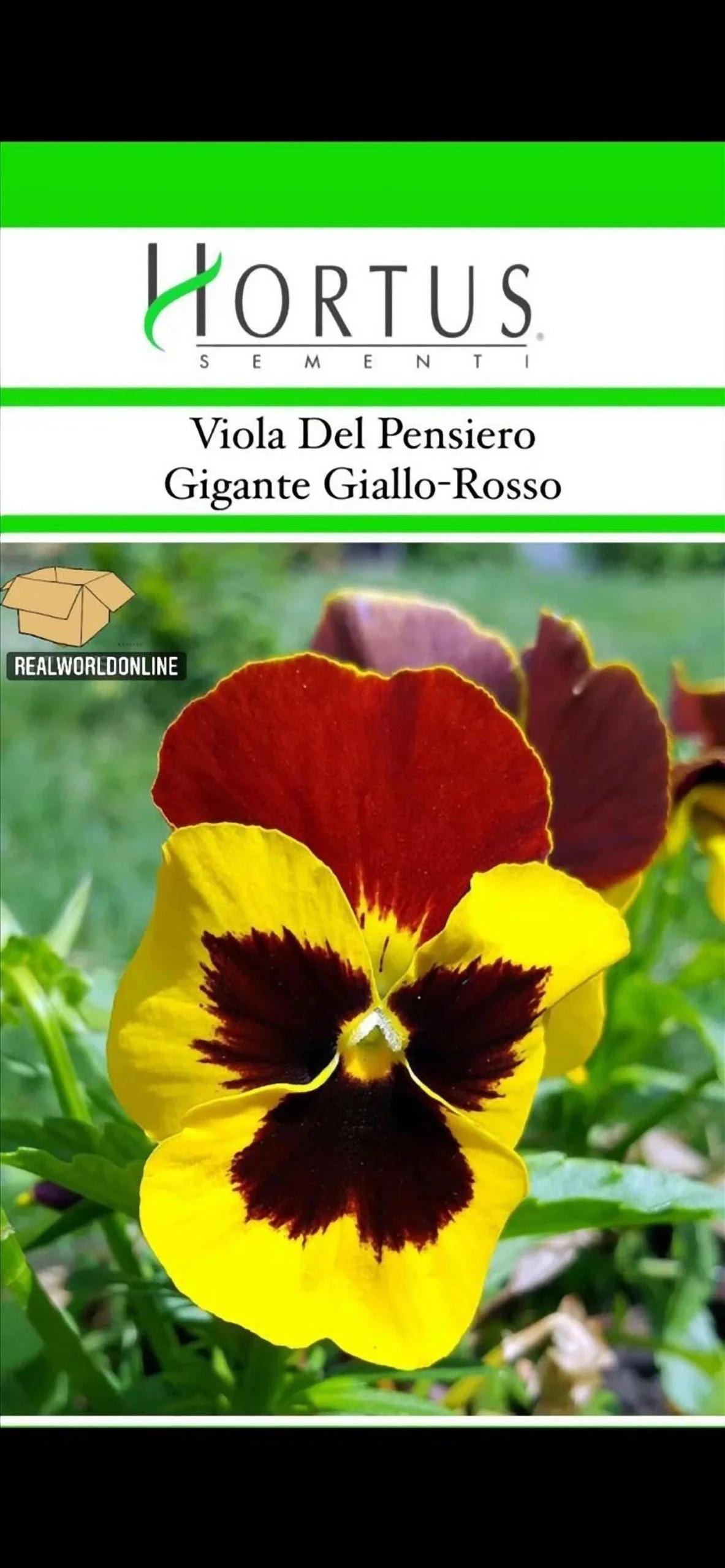 Viola del Pensiero Gigante – 30 Semi – Rara, Alta Germinabilità, Fiori Grandi, Colori Vivaci, Ideale per Bordure
