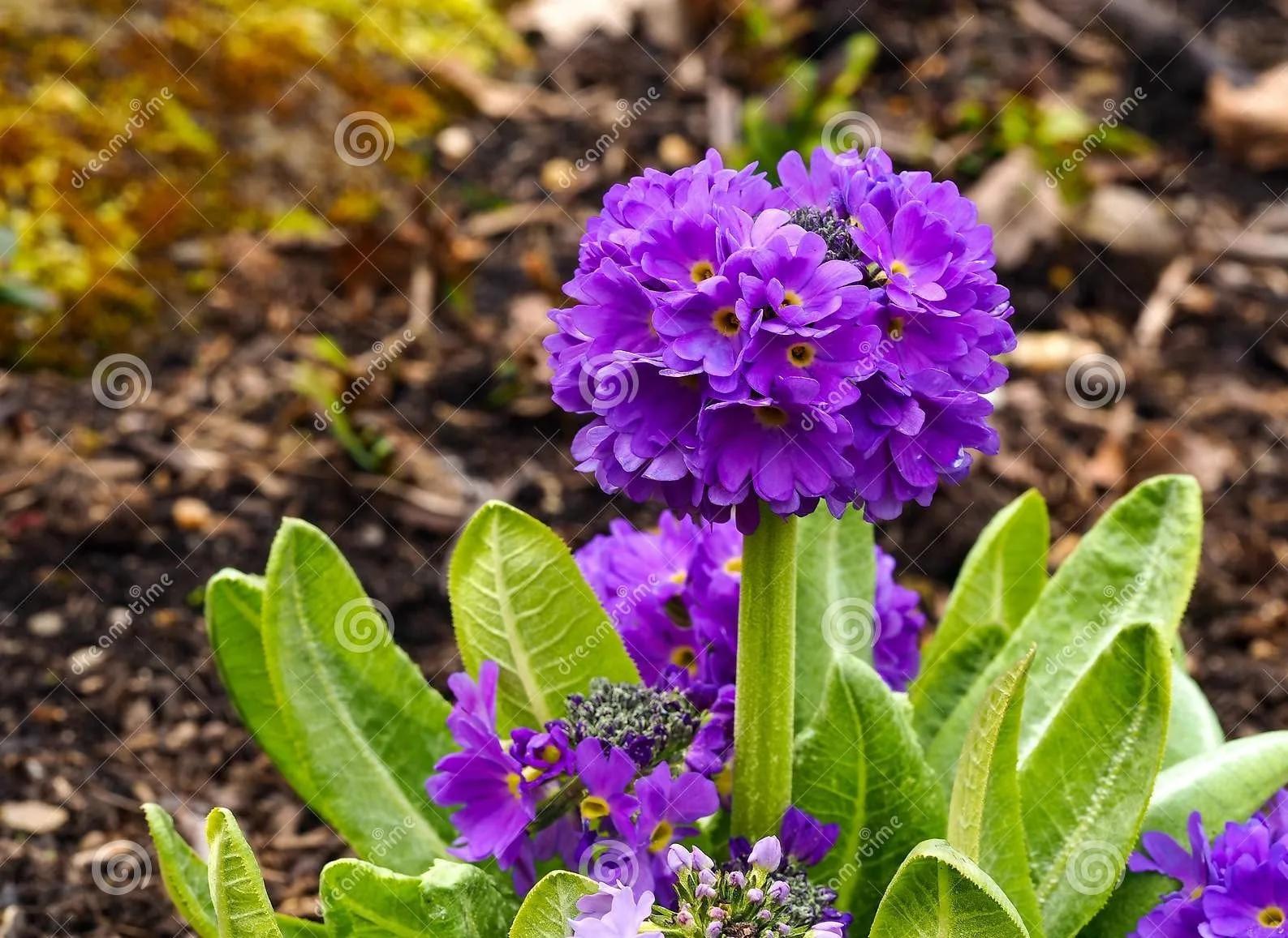 Primula Denticulata Viola – 30 Semi – Fiore Perenne Raro, Alta Germinabilità, Ideale per Bordure e Giardini Rocciosi, Non-GMO