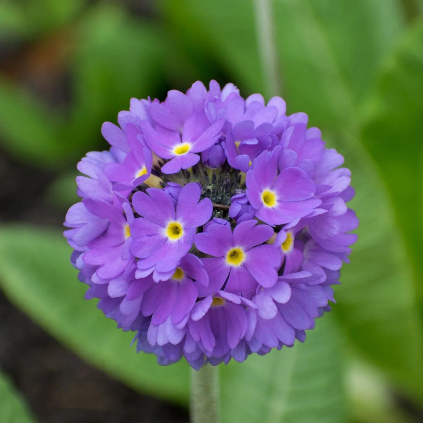 Primula Denticulata Blu – 30 Semi – Fiore Decorativo, Alta Germinabilità, Ideale per Giardino e Vasi, Non-GMO