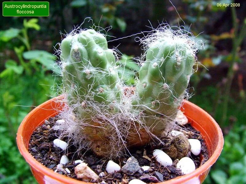 Austrocylindropuntia Floccosa – 10 Semi – Cactus Seeds, Pianta Succulenta, Cactaceae, Fiore, Alta Germinabilità
