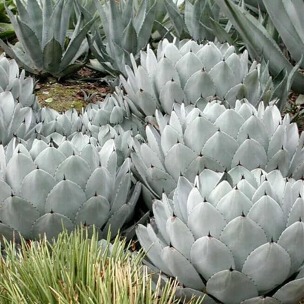 Agave – 30 SEMI – Alta Germinabilità, Varietà Selezionata, Non-GMO