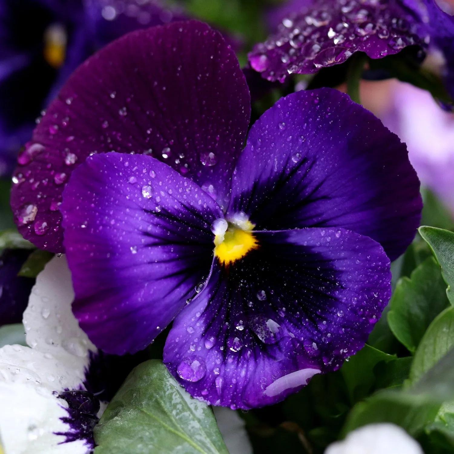 Viola del Pensiero Gigante Blu – 30 Semi – Rara, Alta Germinabilità, Fiori Grandi, Colore Intenso, Ideale per Bordure e Vasi