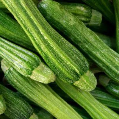 Zucchino Lungo Fiorentino – 30 Semi – Frutto Allungato, Sapore Delicato, Molto Produttivo, Ideale per Orto Familiare, Non-GMO