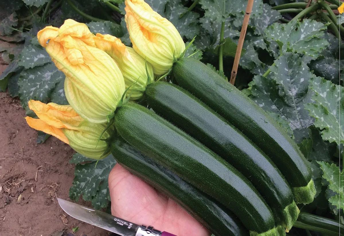 Zucchino Nano Verde di Milano – 30 Semi – Crescita Compatta, Frutto Piccolo, Ideale per Balcone e Vaso, Non-GMO