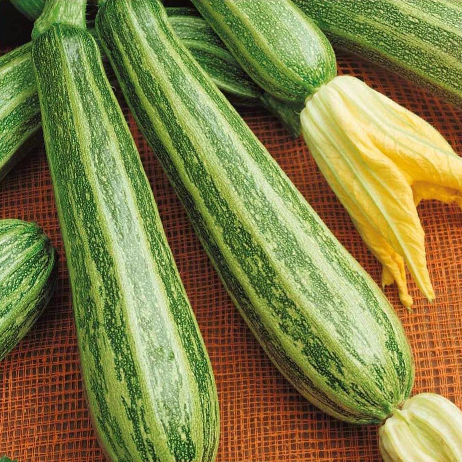 Zucchino Striato di Napoli – 15 Semi – Striato, Sapore Delicato, Tradizionale, Produttivo