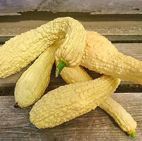 Zucchina Rugosa Friulana – 30 Semi – Varietà Tipica, Sapore Intenso, Per Piatti Tradizionali