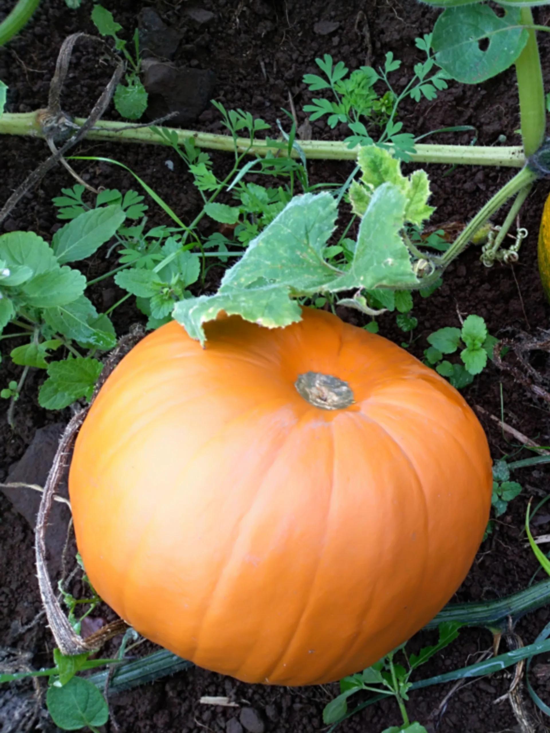 Zucca Quintale Gigante – 25 Semi – Alta Germinabilità, Non-GMO, Frutto Enorme Decorativo, Ideale per Concorsi e Orto, Produttiva