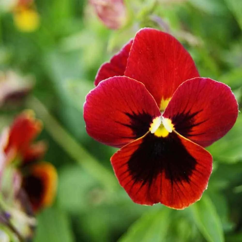 Viola del Pensiero Gigante Rosso – 30 Semi – Fiori Rossi Solitari, Petali Grandi Disuguali 1