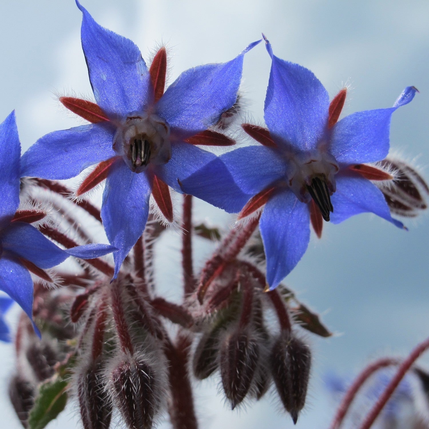 Borragine: la stella blu tra cucina, salute e giardino