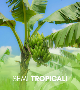 Semi Tropicali
