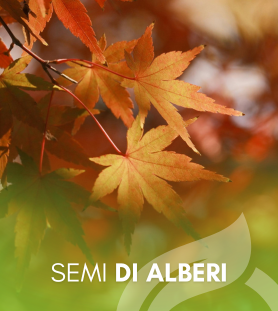 Semi di Alberi