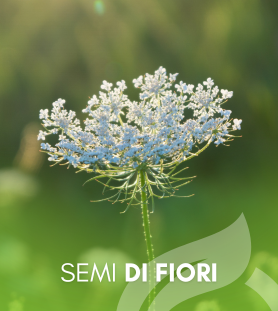 Semi di Fiori