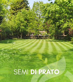 Semi di Prato