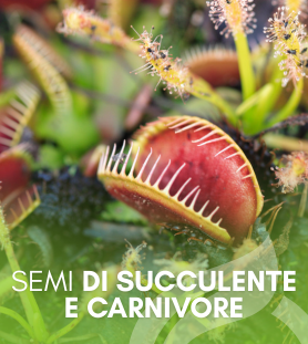 Semi di Succulente e Carnivore