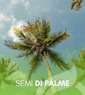 Semi di Palme