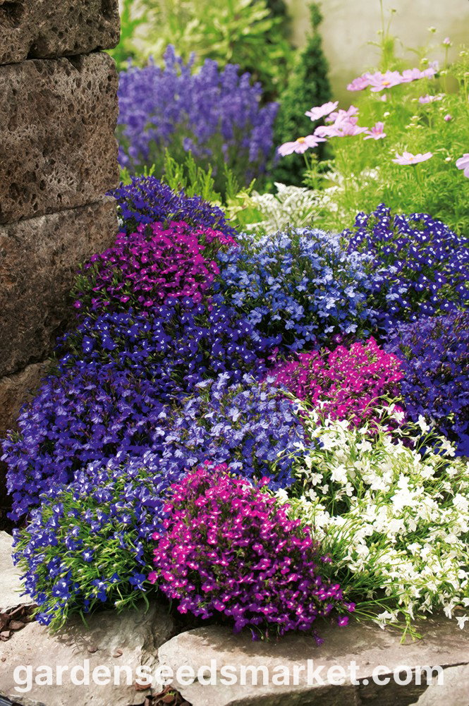 10 Semi di Lobelia Cascada - Semi Freschi, Alta Germinabilità, No-GMO