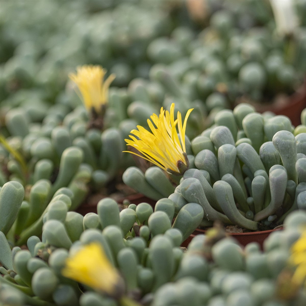 10 Semi di Fenestraria Aurantiaca - Semi Freschi, Alta Germinabilità, No-GMO
