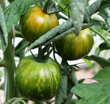 10 Semi di Pomodoro Verde Zebrato - Semi Freschi, Alta Germinabilità, No-GMO