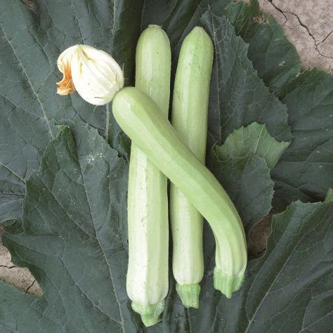 10 Semi di Zucchino Lungo Di Sicilia - Semi Freschi, Alta Germinabilità, No-GMO