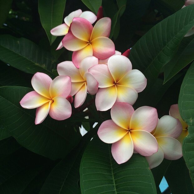10 Semi di Plumeria Hymenosporum Flavum - Semi Freschi, Alta Germinabilità, No-GMO