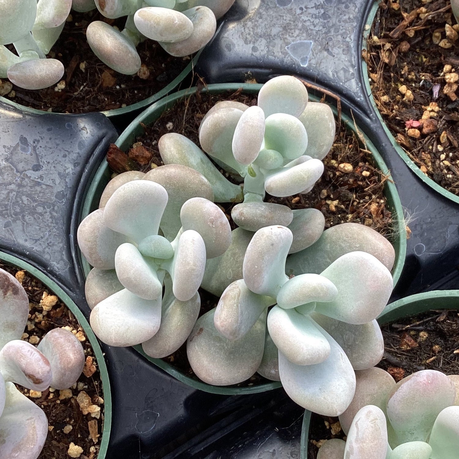 10 Semi di Pachyphytum Bracteosum - Semi Freschi, Alta Germinabilità, No-GMO
