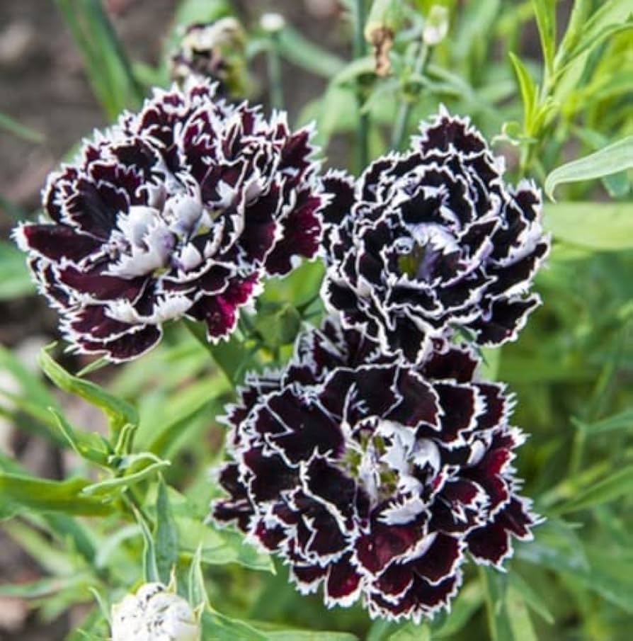 10 Semi di Garofano Chabaud Nero - Semi Freschi, Alta Germinabilità, No-GMO