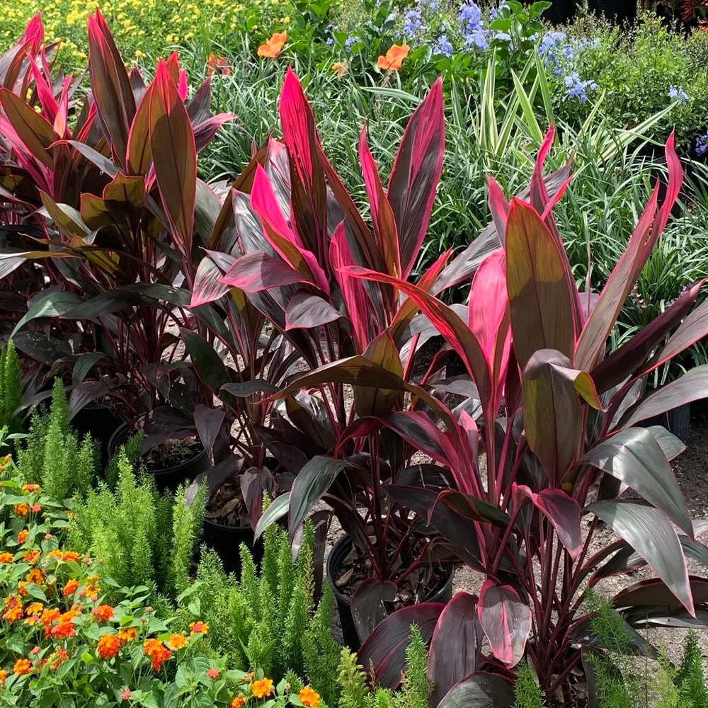 10 Semi di Cordaia (cordyline) - Semi Freschi, Alta Germinabilità, No-GMO