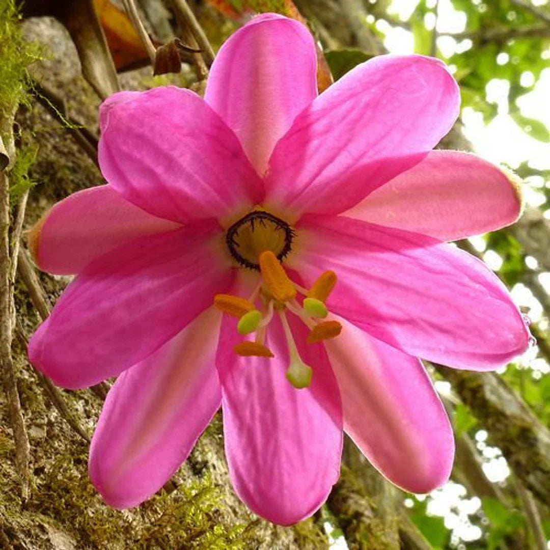 10 Semi di Passiflora Coactilis - Semi Freschi, Alta Germinabilità, No-GMO