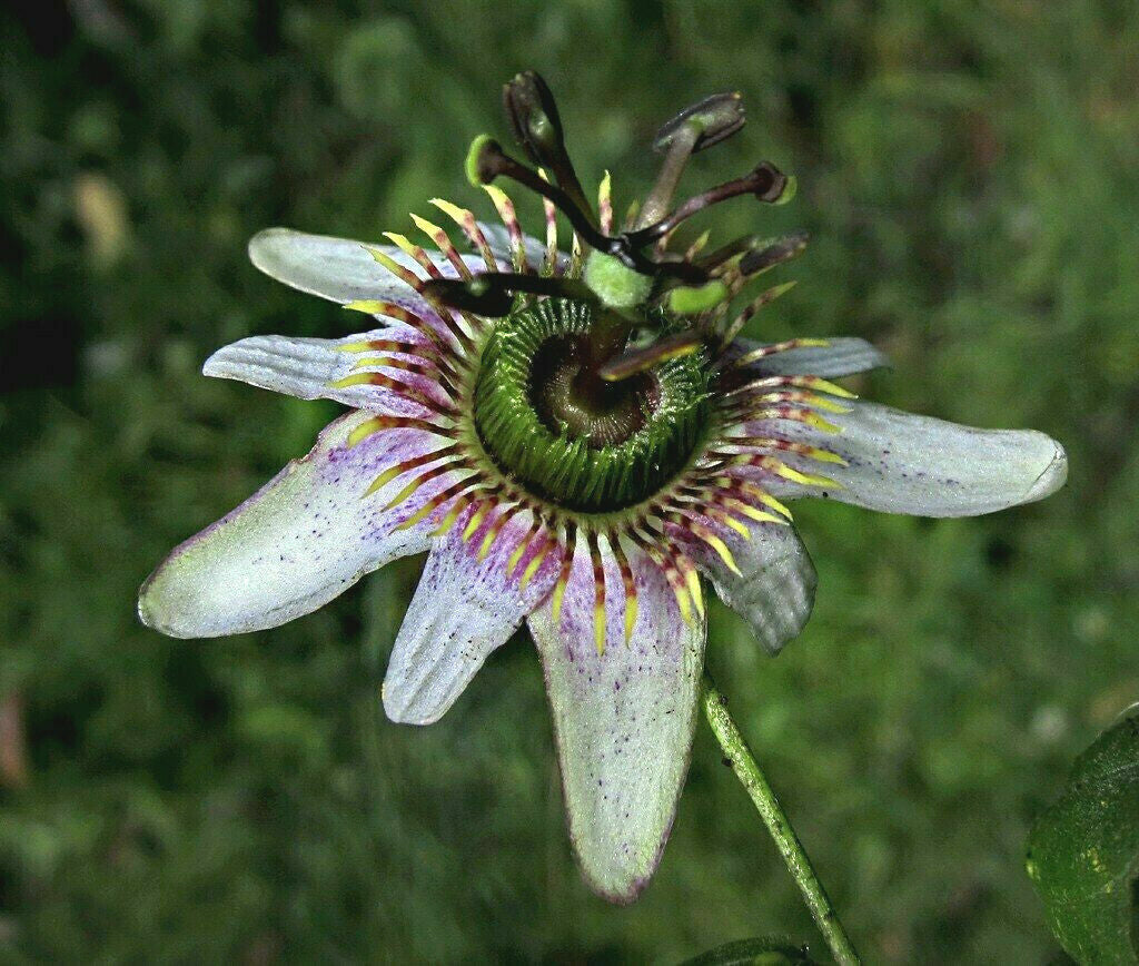 10 Semi di Passiflora Alnifolia - Semi Freschi, Alta Germinabilità, No-GMO