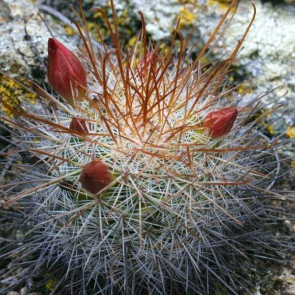 10 Semi di Mammillaria Albrechtiana - Semi Freschi, Alta Germinabilità, No-GMO