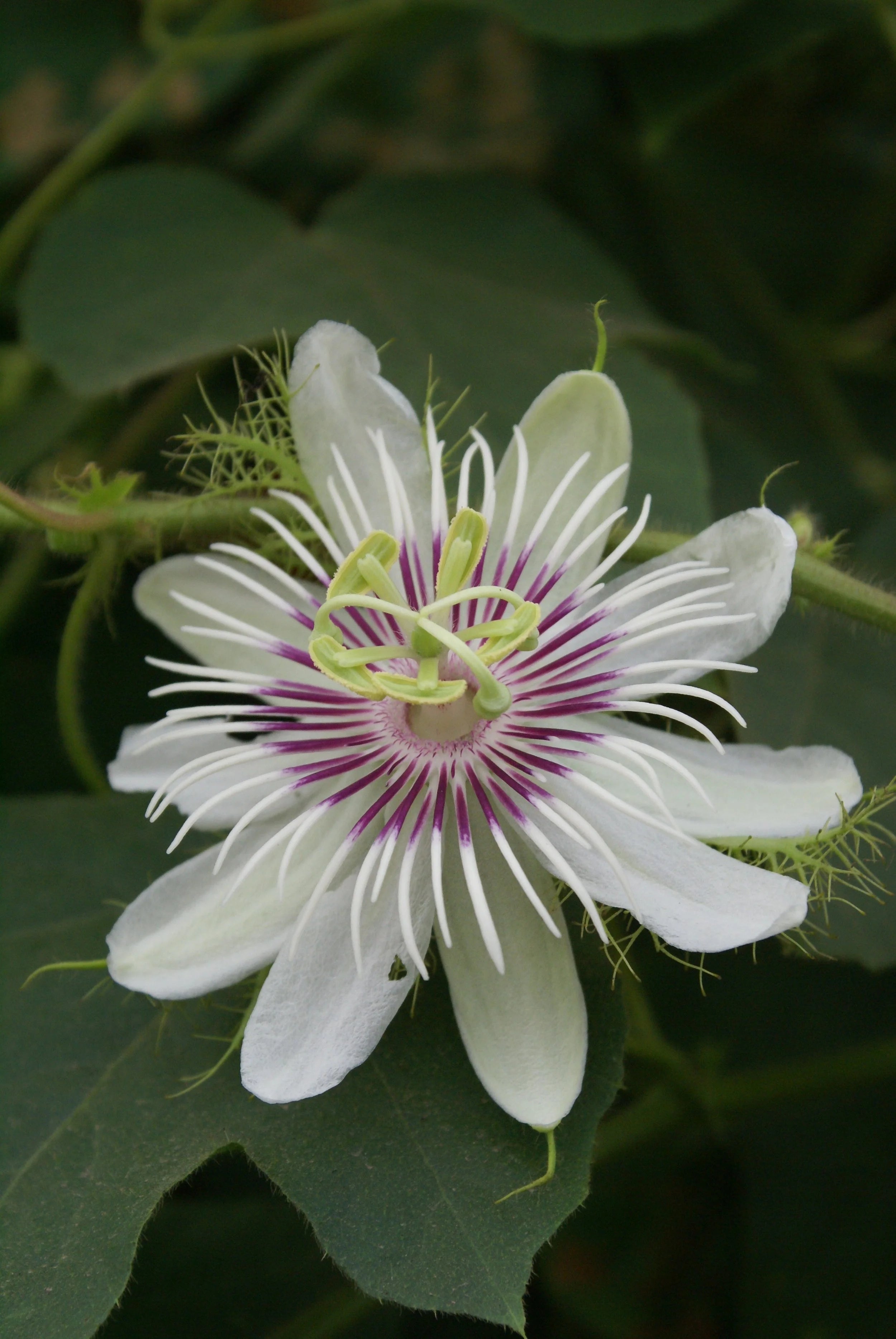 10 Semi di Passiflora Foetida Var. Foetida - Semi Freschi, Alta Germinabilità, No-GMO