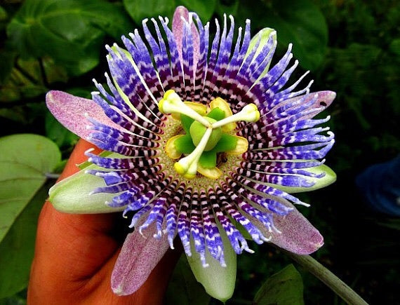 10 Semi di Passiflora Ligularis - Semi Freschi, Alta Germinabilità, No-GMO