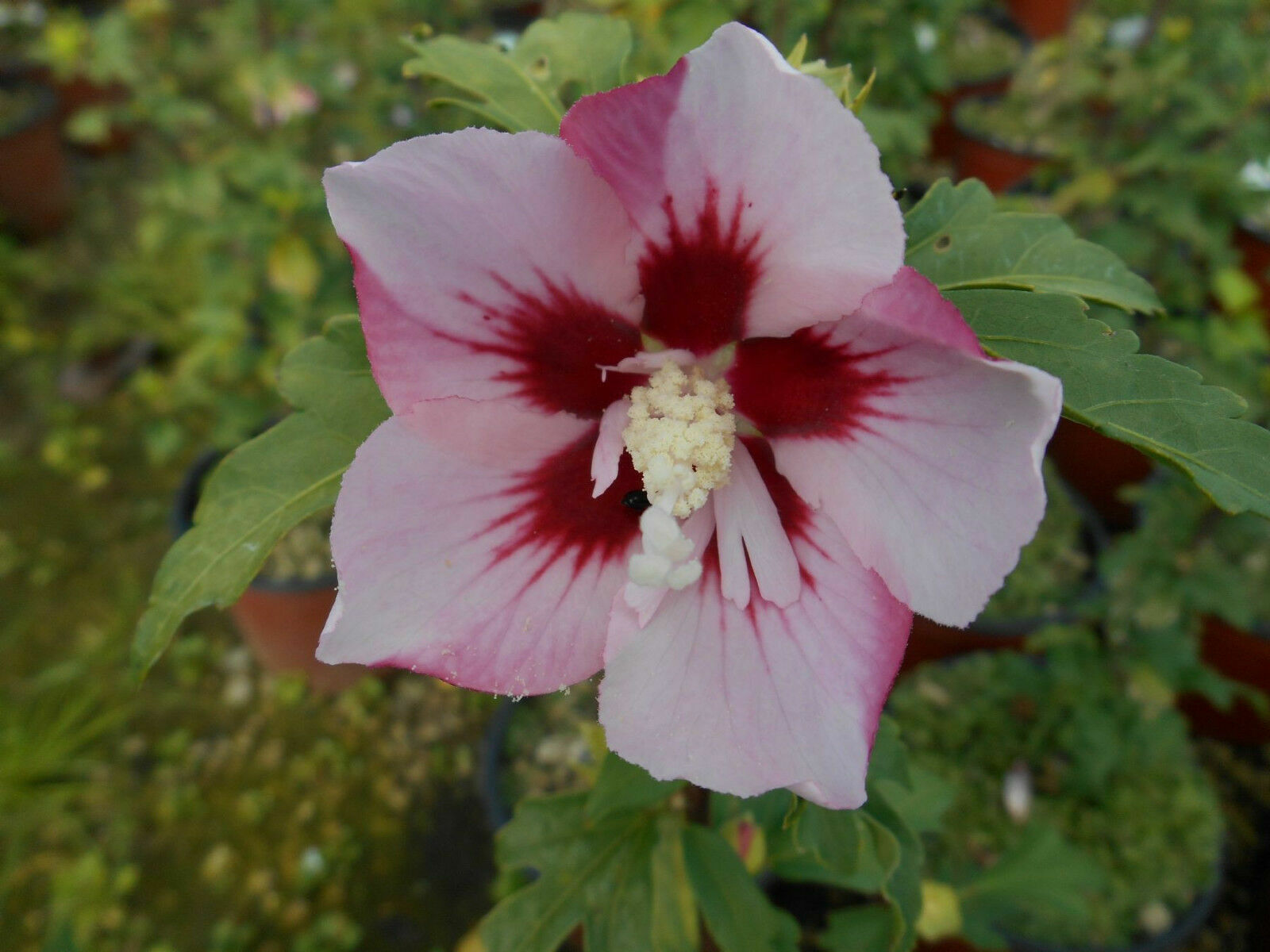 20 Semi di Ibisco Hibiscus Hamabo - Semi Freschi, Alta Germinabilità, No-GMO