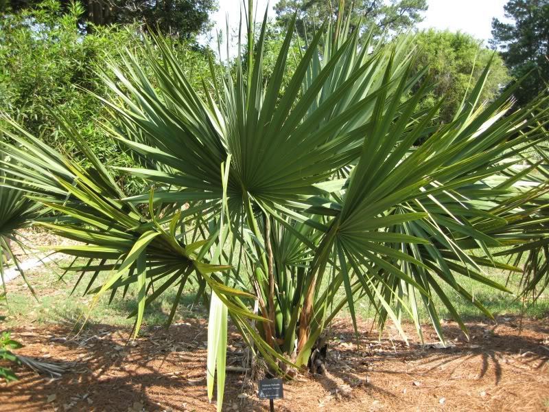 10 Semi di Palma Nana (sabal Minor) - Semi Freschi, Alta Germinabilità, No-GMO