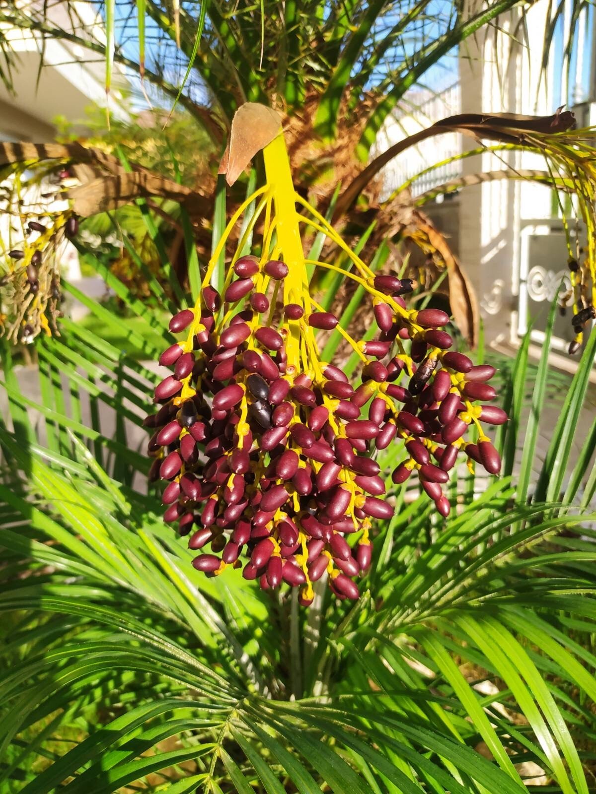 10 Semi di Palma Da Dattero Nana Phoenix Roebelenii - Semi Freschi, Alta Germinabilità, No-GMO