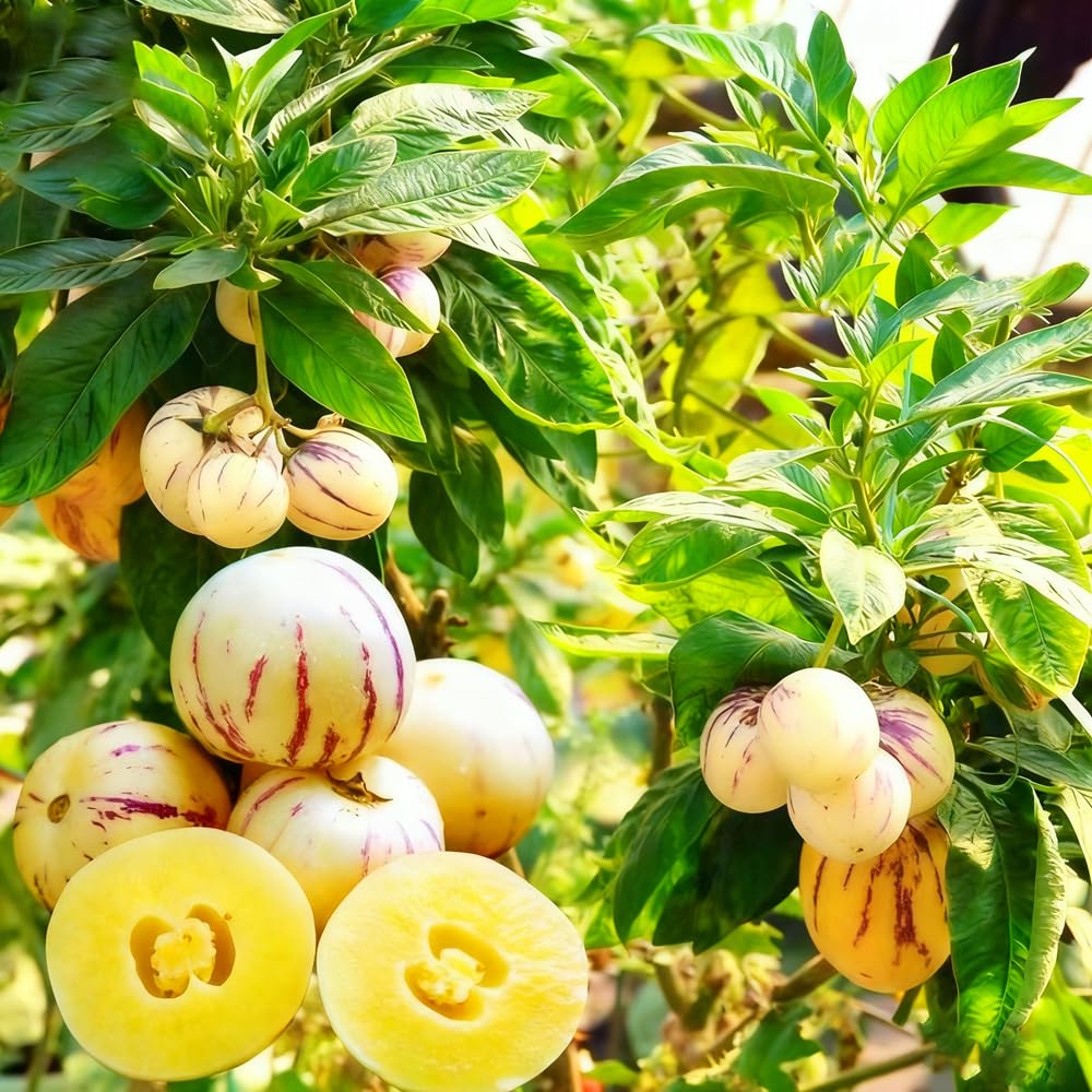 10 Semi di Pepino - Semi Freschi, Alta Germinabilità, No-GMO